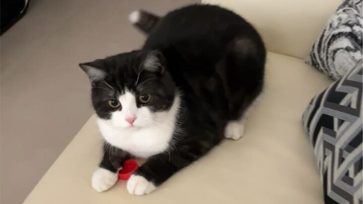 How to enjoy the double happiness of owning both a cat and a dog? Get a dairy cow cat ^ ^