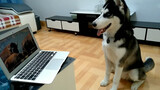 Husky is estrus, and the owner showed him a "romantic film"