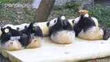 熊猫听懂《四川话》跳进黄河也洗不清了!四川人好幸福啊