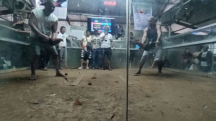 MJF GAMEFOWL🐓🐓Boston RH ✅ patibayan ang laban🐓