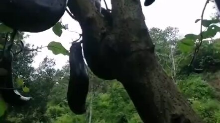 Đây là giống gì vậy?