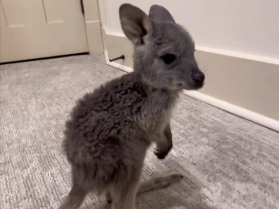 The Kangaroo Mother’s Pouch