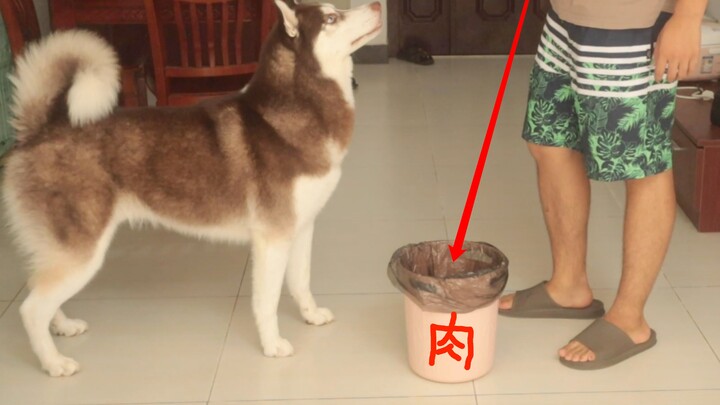 Toss the meat into the trash can, then pretend to head out—will the husky go dig it out and eat it?