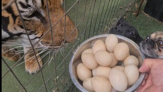 Tiger's reaction to eggs!