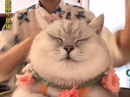 I know it’s evil, temperamental, gluttonous and lazy, never wants to move, and totally lacks feline 