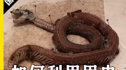 الحذر من مشاهدة هذا الفيديو لمن يخافون الثعابين أو يعانون من رهاب الكثافة.