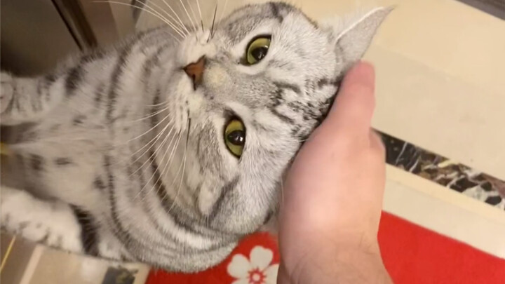 This voice-activated kitten—want to play?