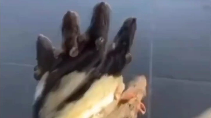 Găng tay vịt b?
