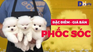 Chó Phốc sóc Pomeranian , Pom Mini con giá bao nhiêu tiền? Mua chó Phốc Sóc ở đâu tại Dogily Petshop