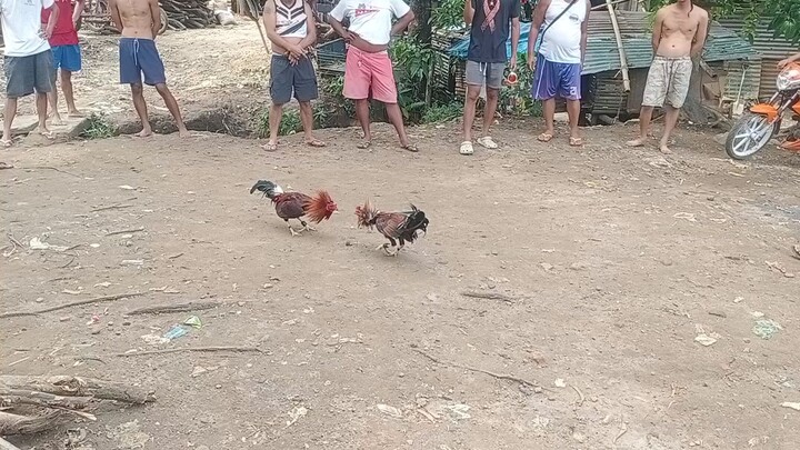 manok ni nestor