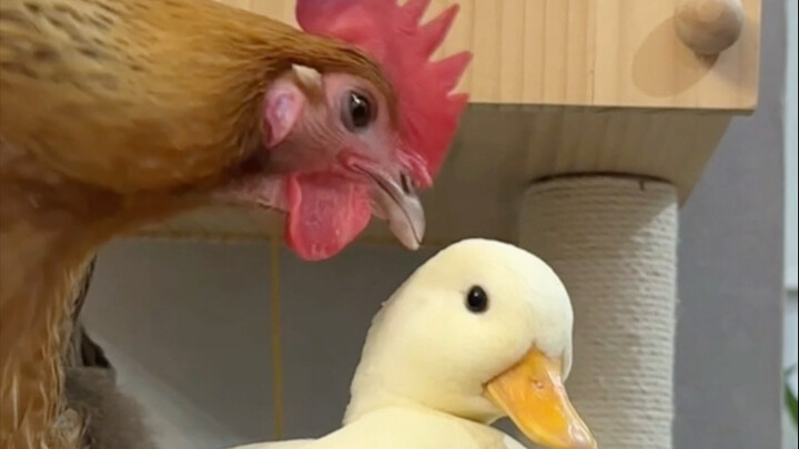 Sheng Nan: The battle for the crown has always been like this.