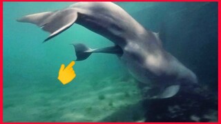 Incredible Dolphin Birth At Dolphin Quest Hawaii.