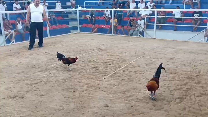 Berdugo Blueface Hatch x black ACCG 7 STAG DERBY GRAND FINALS