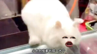 My cat is dying