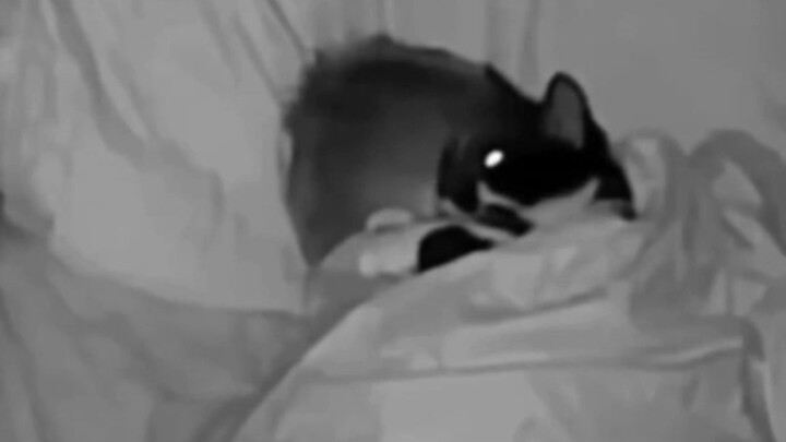 Tuan nggak ngerti kenapa kucing tidur di sebelah bayi—rencana untuk menguasai manusia ternyata berha