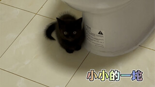 How much does a little kitten change before and after getting fat?