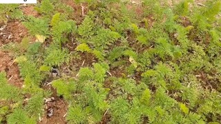 Thu hoạch bắp cải sau vườn nhà _ harvest cabbage and turnips _ 7