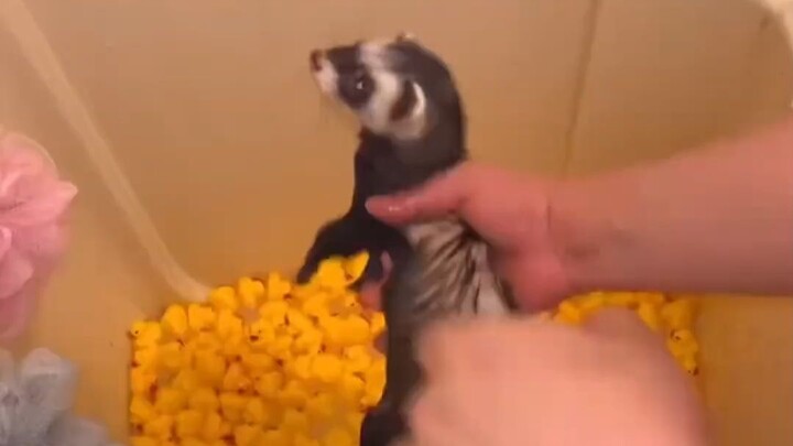 Kenapa mainan kecil ini lucu banget?