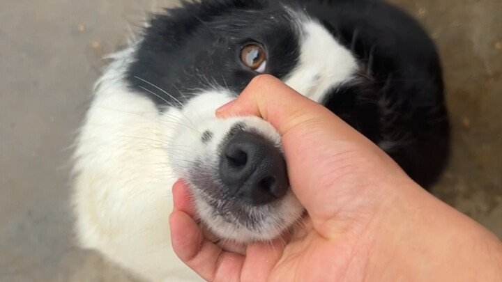 What’s it like when you have a hardworking Border Collie?