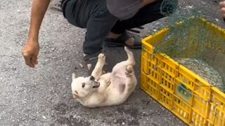 Sudah jelas, anjing daging, hanya punya sekitar satu tahun lagi untuk hidup