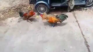 cuban vs cuban cock