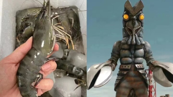 Comparison of animals before and after No. 24