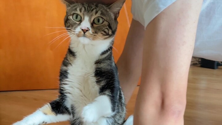 Mùa thu se lạnh, mẹ thì ấm áp [Tiểu Tiêu là một chú mèo]