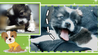 Abandoned dog named Panda is almost 2 months old! Come see how he's doing!