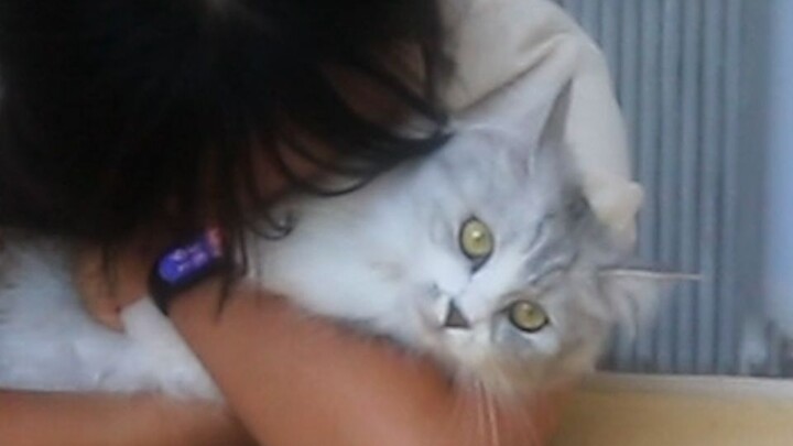 This little kitten is so talented!