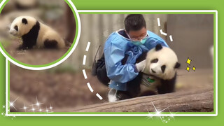 Short-legged Hua Hua bunny hops and acts cute with her dad. It's too cute!