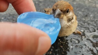 The hot little sparrow may have just had its first sip of water today.