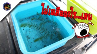 ไม่เหลืออะไรเลยหลังเช็คปลากัดที่เพาะไว้5คู่เป็นเพราะอะไรสไตล์korattv