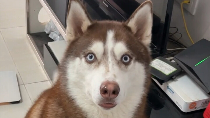 Satu kalimat saja sudah membuat mata anjing husky dipenuhi kerinduan!