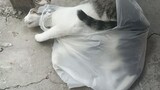 kucing penggemar kantong plastik🤣🤣