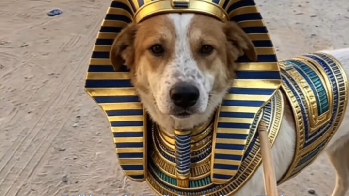 The little dog has finally met the person who understands it best.