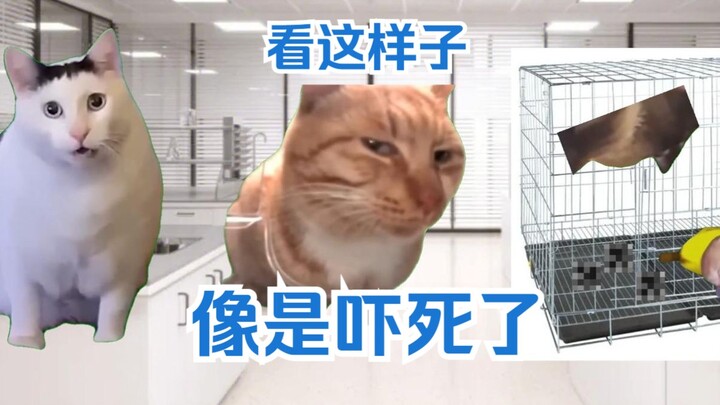 [Cat Meme] The “Heinous” Story of a College Student Scaring Lab Animals to Death