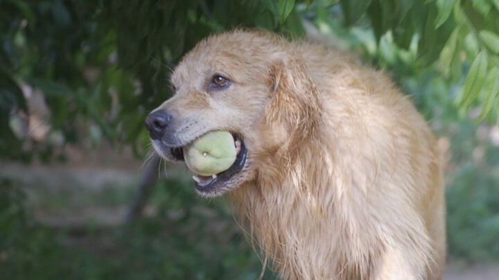 The unlucky peach tree runs into a chubby Golden Retriever