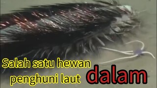 tikus laut dalam,bukan tikus berdasi ya🤣🤣