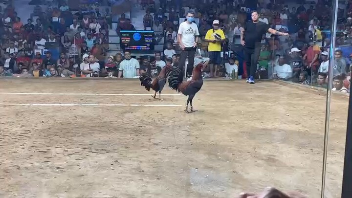 taytay arena dancing sweater kelso