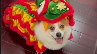 It's the New Year—whose household needs a lion dance? The pup wants to take on some side gigs.