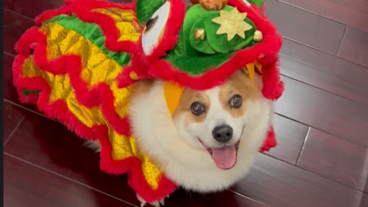 حان وقت رأس السنة، هل هناك من يحتاج إلى رقصة الأسد؟ الكلب يرغب في الحصول على بعض الأعمال الخاصة.