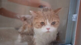 Tắm cho con mèo cáu kỉnh!