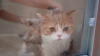 อาบน้ำแมวขี้หงุดหงิด!