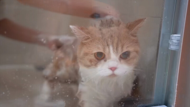 Bathing an Irritable Cat!