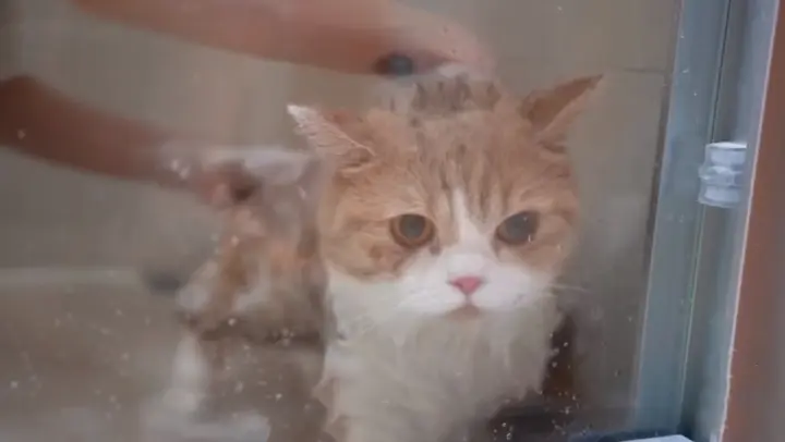 Bathing an Irritable Cat!