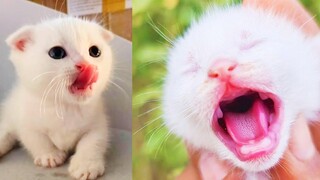 Best Kittens Videos - Am I So Cute Ep 10