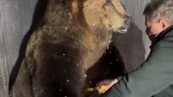 Ông chú người Nga đo vòng ngực cho gấu nâu, gấu: “Loài người ơi, định ôm à?”