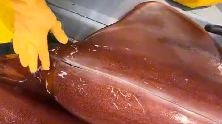 Why did squid evolve to be so easy to handle?