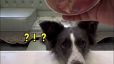 Did the Border Collie see through my trick? Puppies should also be careful of scams when they are ou