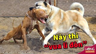 Kangal - giống chó sở hữu cú cắn hủy diệt Pitbull, đoạt mạng Sư Tử trong chớp nhoáng| Hóng Khám Phá